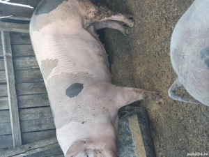 Vand porci  - imagine 4