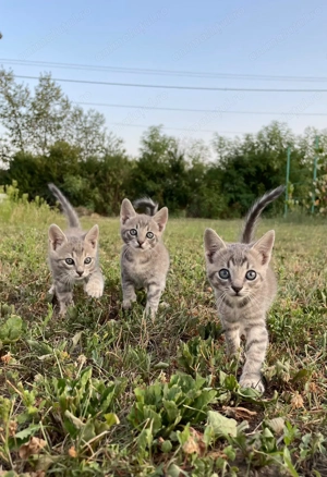 Pui de pisica drăguți  - imagine 3