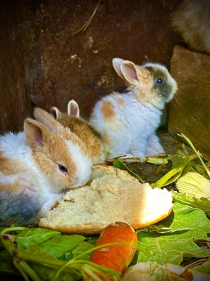 Vad iepurasi cap de leu pitici 