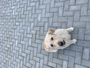 vând 2 caini labrador și goldan  - imagine 4