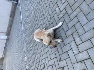 vând 2 caini labrador și goldan