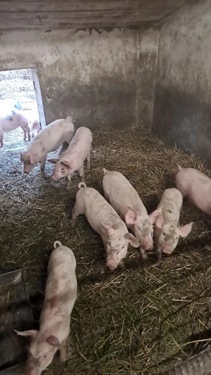 Purcei de vanzare - imagine 5 Purcei de vanzare - imagine 5