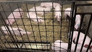 Purcei de vanzare - imagine 3 Purcei de vanzare - imagine 3