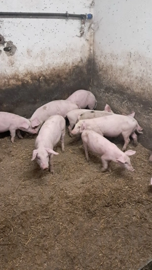 Purcei de vanzare - imagine 6 Purcei de vanzare - imagine 6