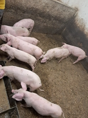 Purcei de vanzare - imagine 4 Purcei de vanzare - imagine 4