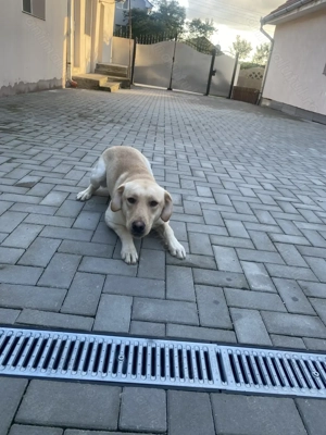 vând 2 caini labrador și goldan  - imagine 3