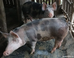 vând porci  - imagine 2 vând porci  - imagine 2