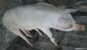 vând porci  - imagine 3 vând porci  - imagine 3