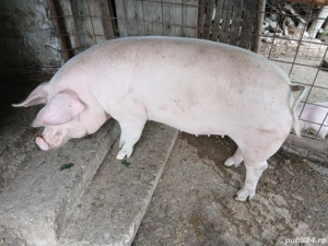 vând porci  - imagine 5 vând porci  - imagine 5