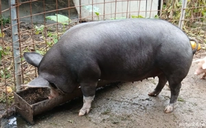 vând porci  - imagine 4 vând porci  - imagine 4