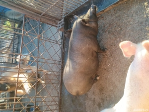 vănd purcea vietnamez 