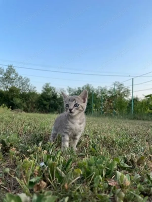 Pui de pisica drăguți  - imagine 4