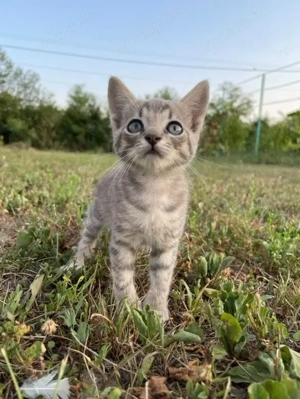 Pui de pisica drăguți  - imagine 2