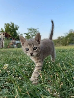 Pui de pisica drăguți  - imagine 5