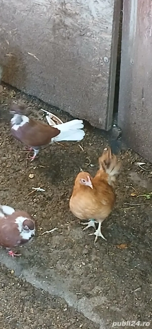 Găini pitice și drăguțe - imagine 3