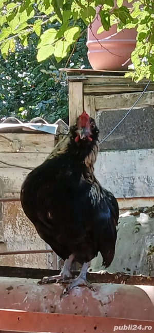 Găini pitice și drăguțe