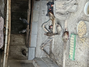 Fazan comun tineret.