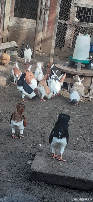 Porumbei Florentini - imagine 2