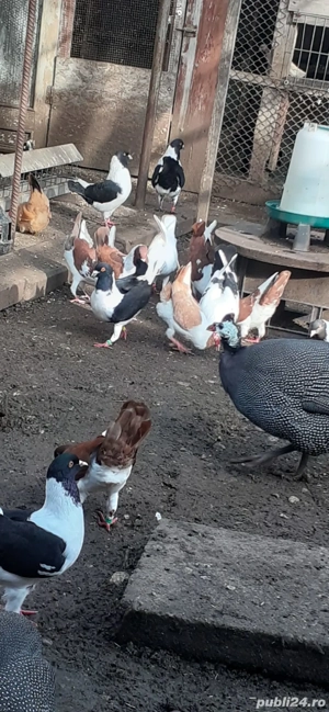 Porumbei Florentini - imagine 3