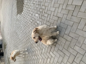 vând 2 caini labrador și goldan  - imagine 8