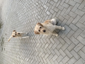 vând 2 caini labrador și goldan  - imagine 5