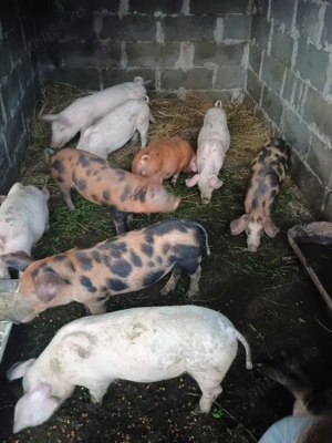 Purcei de vânzare  - imagine 2 Purcei de vânzare  - imagine 2