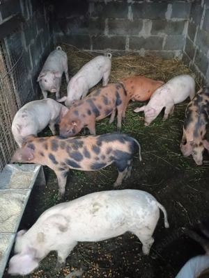 Purcei de vânzare  - imagine 5 Purcei de vânzare  - imagine 5