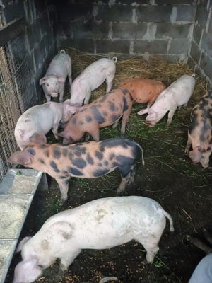 Purcei de vânzare  - imagine 4 Purcei de vânzare  - imagine 4