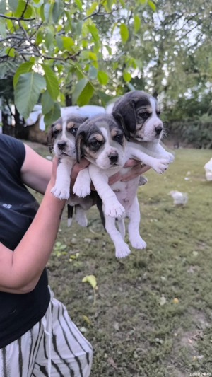 Catei Beagle Suceava
