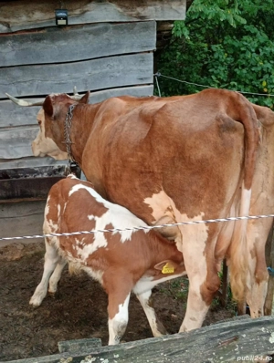 vaci cu lapte cu sau fără viței  - imagine 2