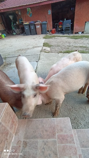 Vând purcei de 14 săptămâni 