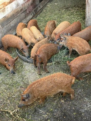 Vând purcei mangalira