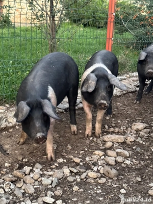 soldani Bazna originali !! 17 săptămâni - imagine 5