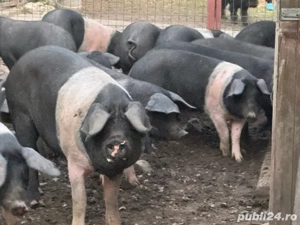 soldani Bazna originali !! 17 săptămâni