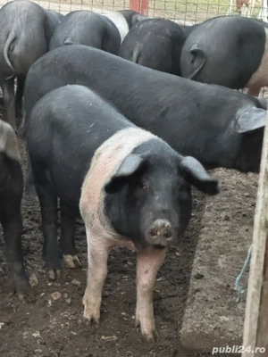 soldani Bazna originali !! 17 săptămâni - imagine 2