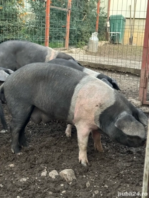 soldani Bazna originali !! 17 săptămâni - imagine 4