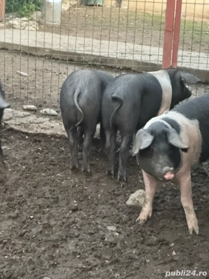 soldani Bazna originali !! 17 săptămâni - imagine 3