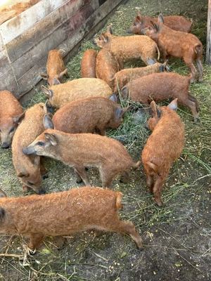 Vând purcei mangalira - imagine 2