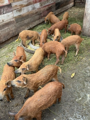 Vând purcei mangalira - imagine 3