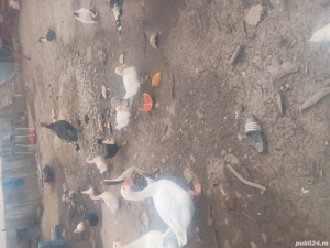 păsări de curte  - imagine 2