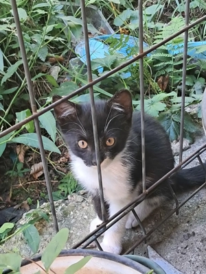 Donez pisic de două luni