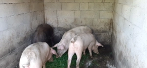 Porci de vânzare !!!!! - imagine 4