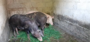 Porci de vânzare !!!!! - imagine 2