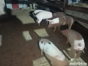 Vand porci de sacrificat sau purcei de  crescut , porci sunt se carne crescuti in gospodarie 