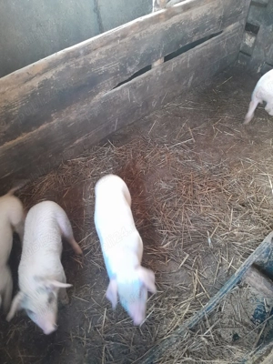 Purceii de vanzare varsta doua luni 