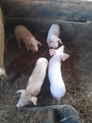 Purceii de vanzare varsta doua luni  - imagine 2