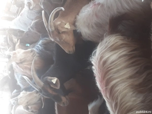 de vinzare - imagine 2 de vinzare - imagine 2