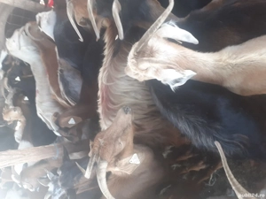 de vinzare - imagine 5 de vinzare - imagine 5