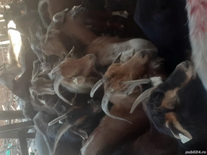 de vinzare - imagine 4 de vinzare - imagine 4