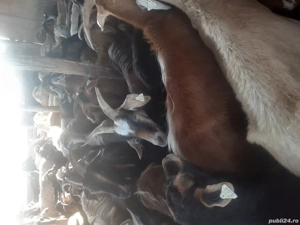 de vinzare - imagine 3 de vinzare - imagine 3